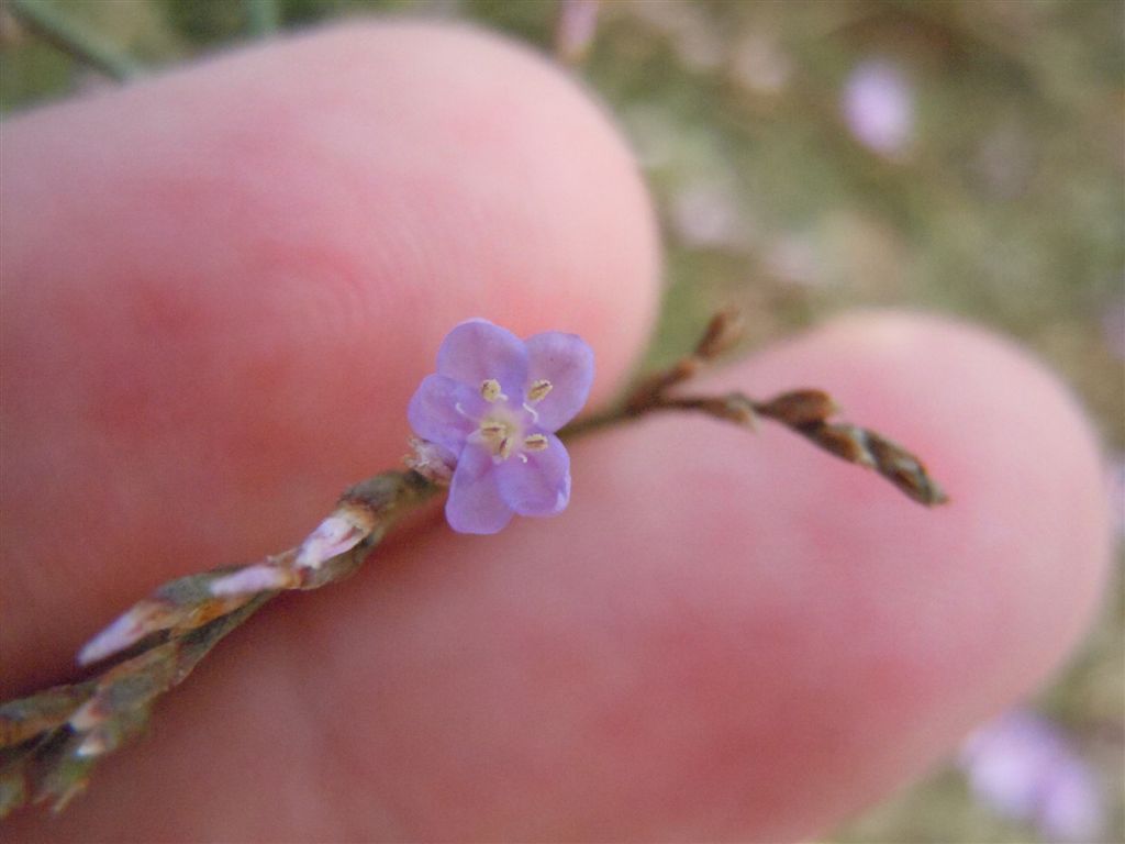 Limonium sp.